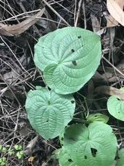 Dioscorea galeottiana
