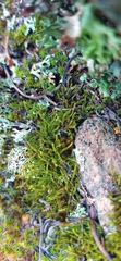 Triquetrella tristicha