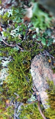 Triquetrella tristicha