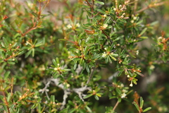 Pseudanthus orientalis