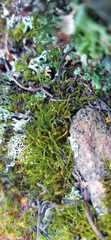 Triquetrella tristicha