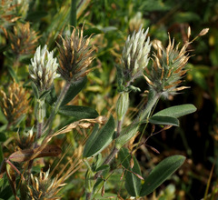 Trifolium palaestinum