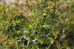 Pseudanthus orientalis