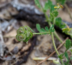 Medicago tornata