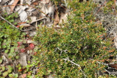 Pseudanthus orientalis