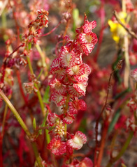 Rumex pictus