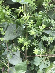 Galium mexicanum