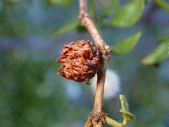 Asphondylia rosetta