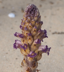 Orobanche cernua