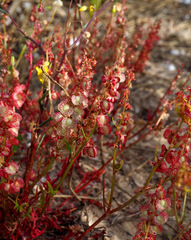 Rumex pictus