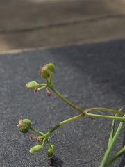 Platysace heterophylla heterophylla