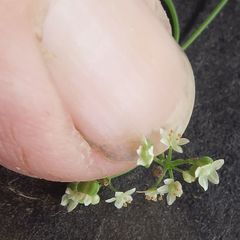 Platysace heterophylla heterophylla