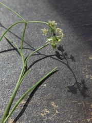 Platysace heterophylla heterophylla