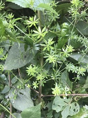 Galium mexicanum