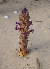 Orobanche cernua