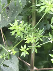 Galium mexicanum