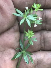 Galium mexicanum