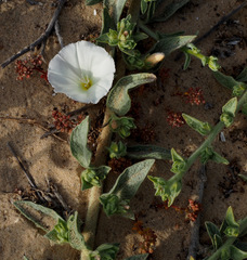 Convolvulus secundus