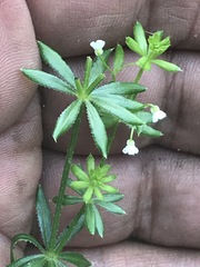 Galium mexicanum