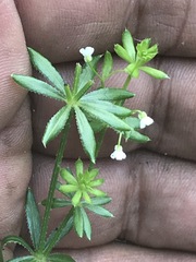 Galium mexicanum