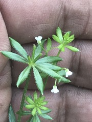 Galium mexicanum