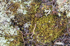 Triquetrella tristicha