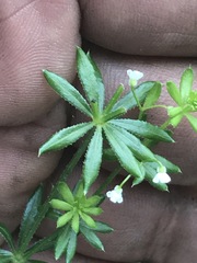 Galium mexicanum