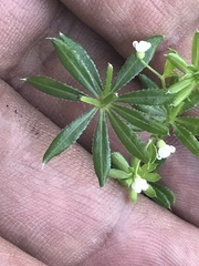 Galium mexicanum