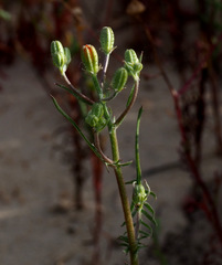 Crepis aculeata