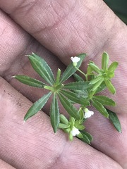 Galium mexicanum