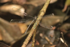 Podopteryx selysi