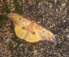 Lemaireia luteopeplus