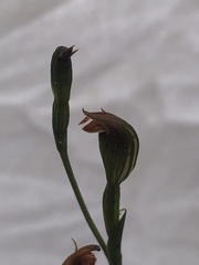 Pterostylis rubescens