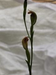 Pterostylis rubescens