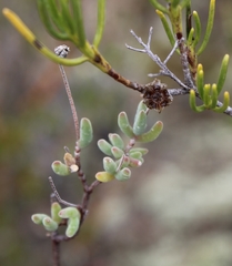 Drosanthemum ambiguum