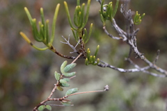 Drosanthemum ambiguum