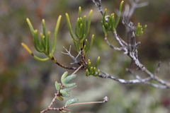 Drosanthemum ambiguum