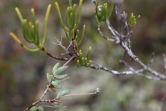 Drosanthemum ambiguum