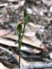 Pterostylis rubescens