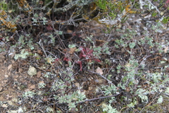 Drosanthemum ambiguum