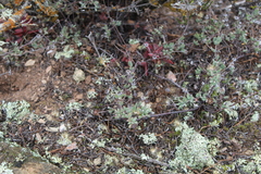 Drosanthemum ambiguum