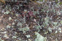 Drosanthemum ambiguum