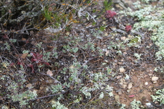 Drosanthemum ambiguum