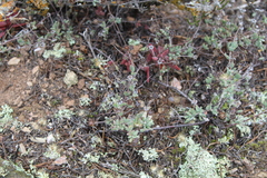 Drosanthemum ambiguum