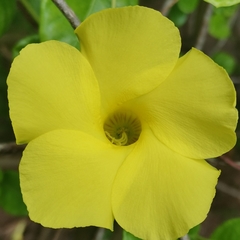 Pentalinon luteum