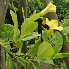 Pentalinon luteum