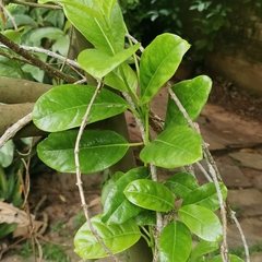 Pentalinon luteum