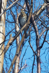 Turdus pilaris