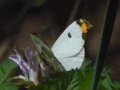 Anthocharis scolymus