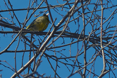 Chloris chloris